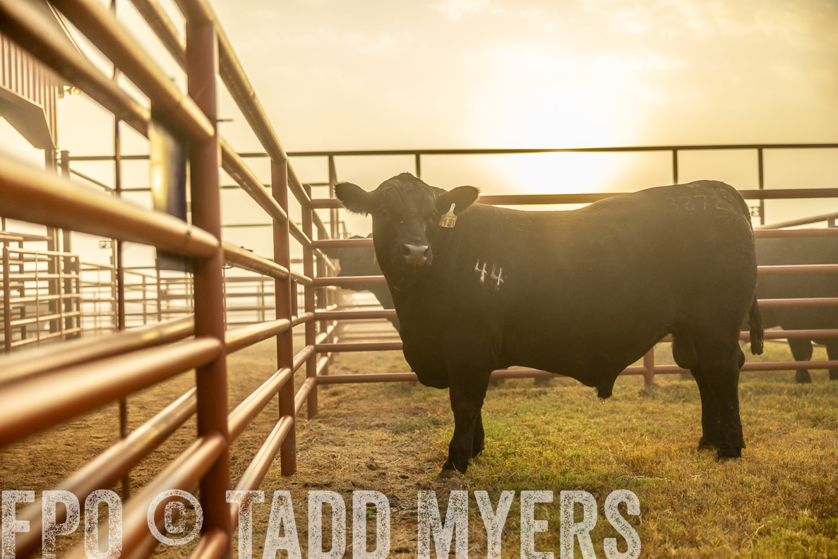 TMyers_FallBullSale_CameronTX_Oct_2024-511905