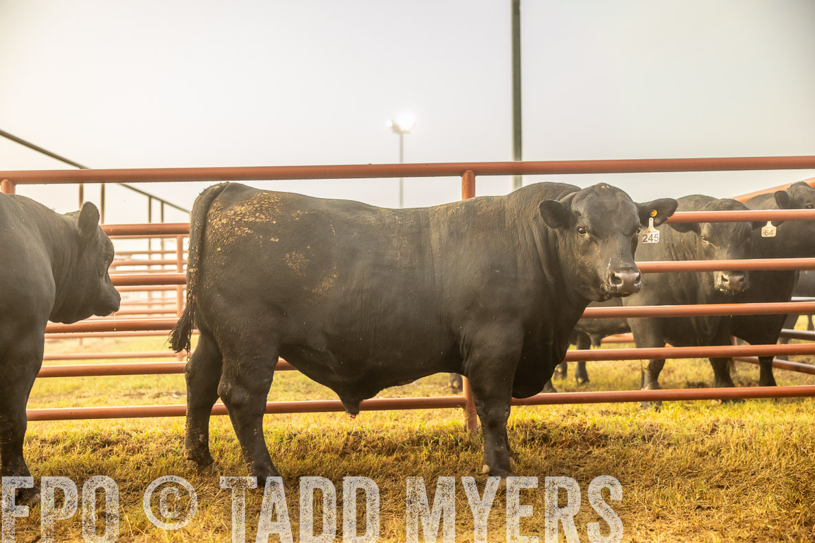 TMyers_FallBullSale_CameronTX_Oct_2024-511937