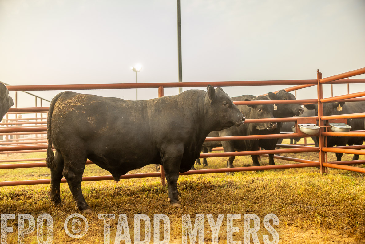 TMyers_FallBullSale_CameronTX_Oct_2024-511950