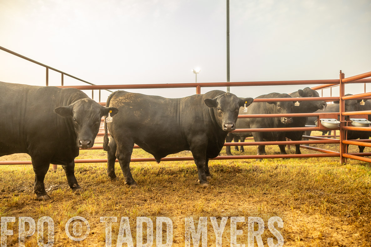 TMyers_FallBullSale_CameronTX_Oct_2024-511954