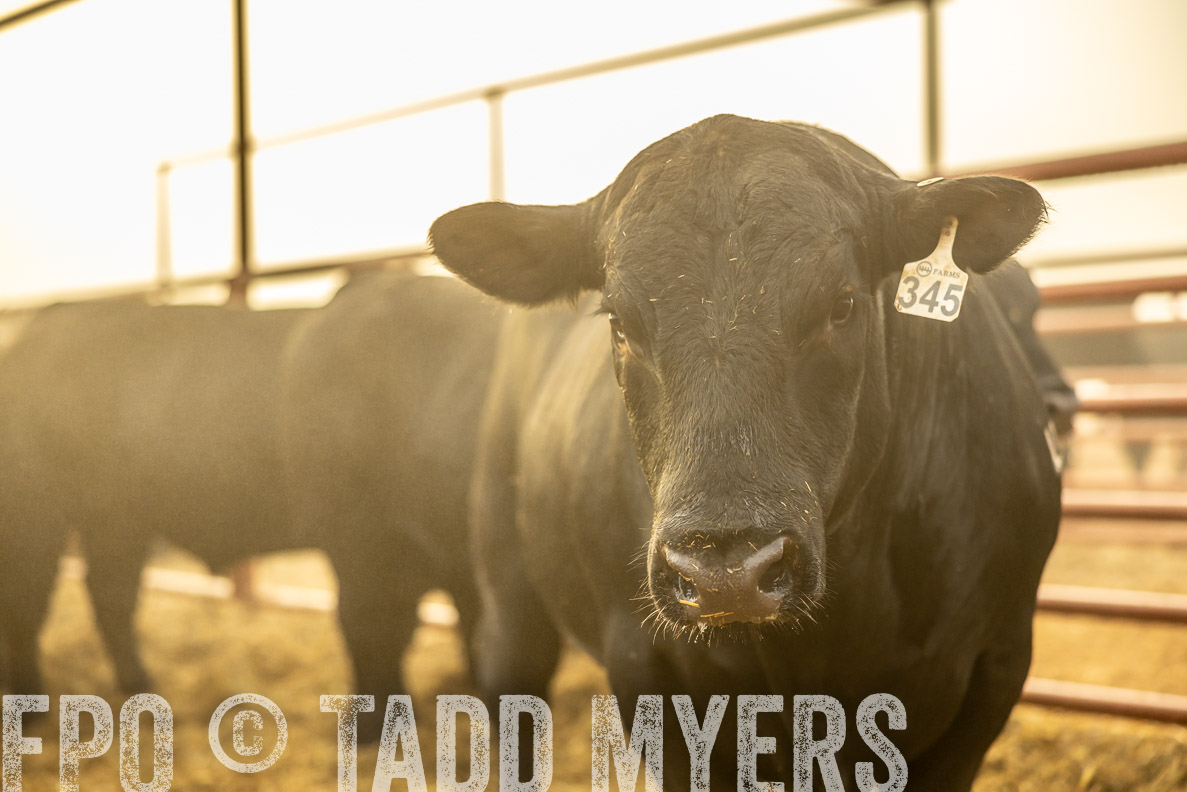 TMyers_FallBullSale_CameronTX_Oct_2024-511987