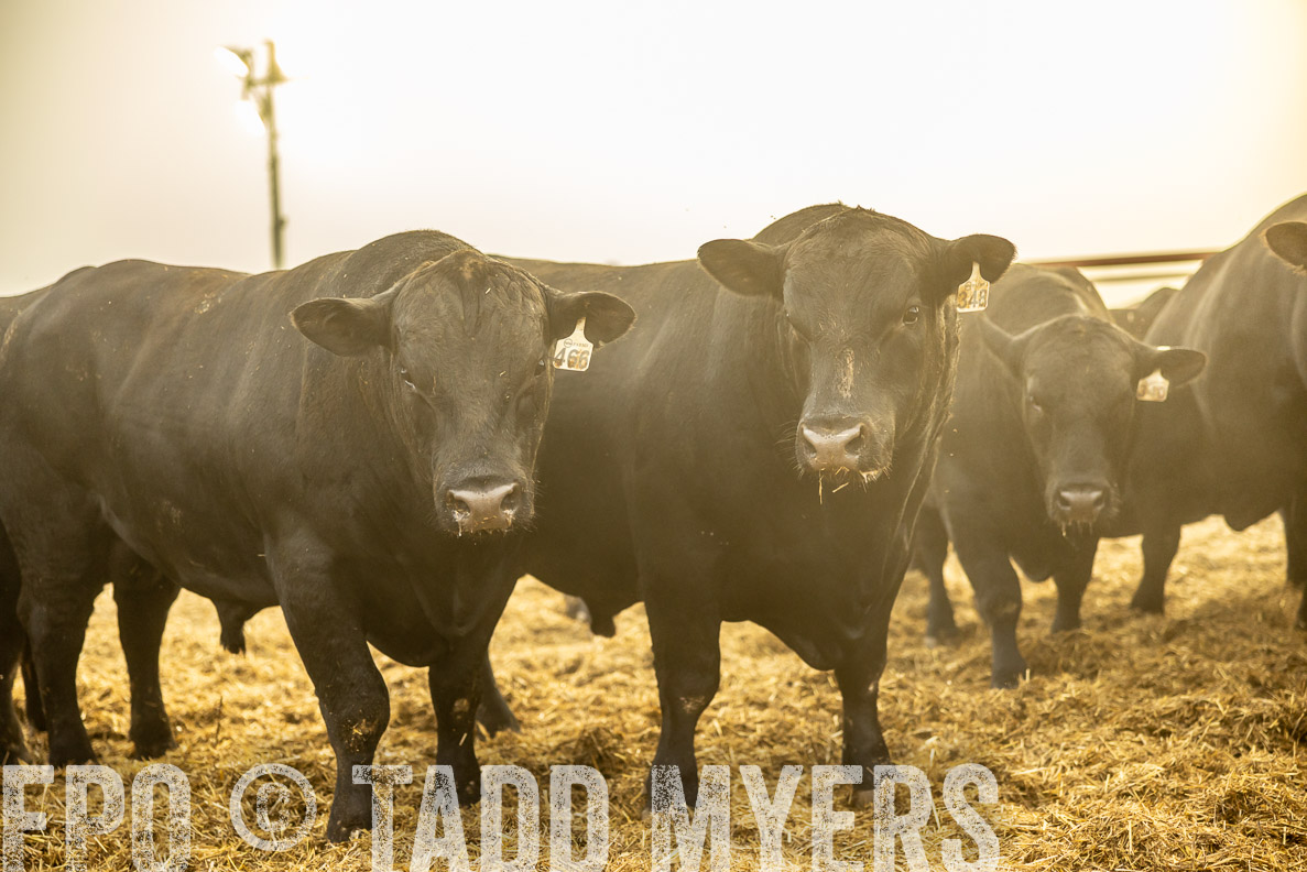 TMyers_FallBullSale_CameronTX_Oct_2024-511999