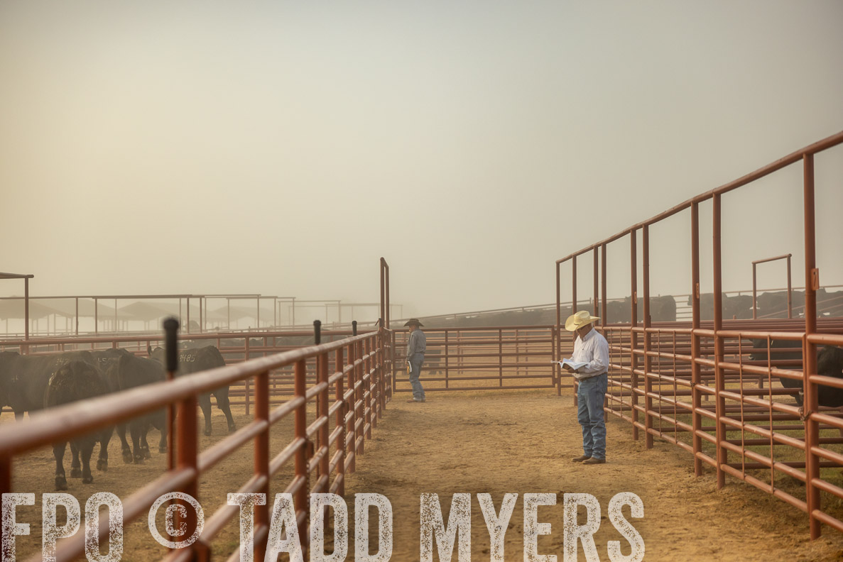 TMyers_FallBullSale_CameronTX_Oct_2024-512027