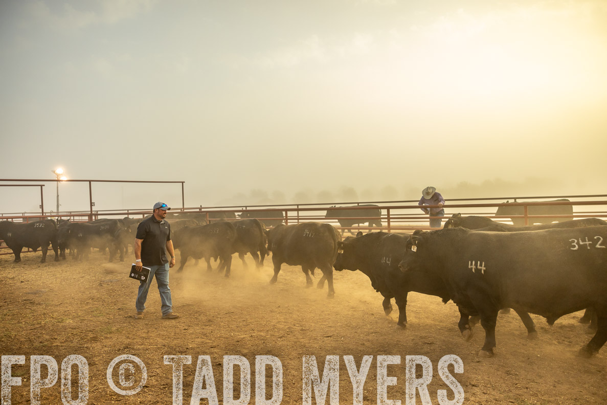 TMyers_FallBullSale_CameronTX_Oct_2024-512059