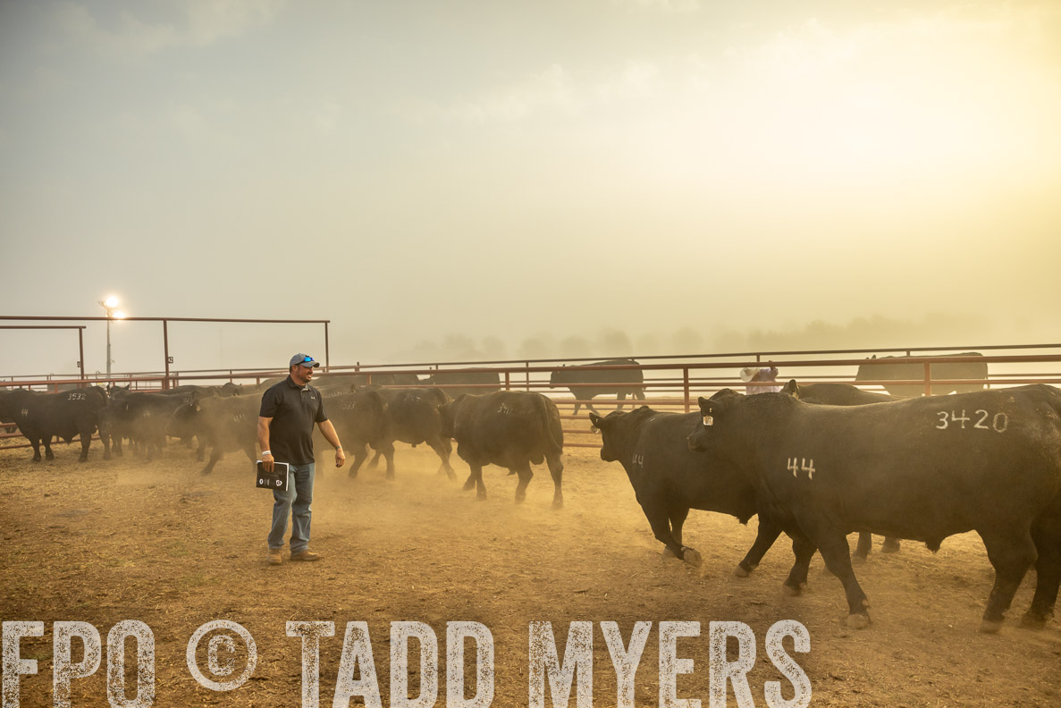 TMyers_FallBullSale_CameronTX_Oct_2024-512061