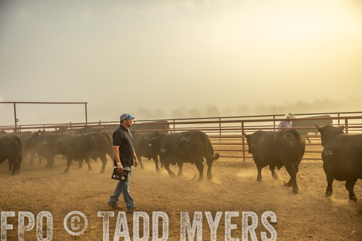TMyers_FallBullSale_CameronTX_Oct_2024-512064