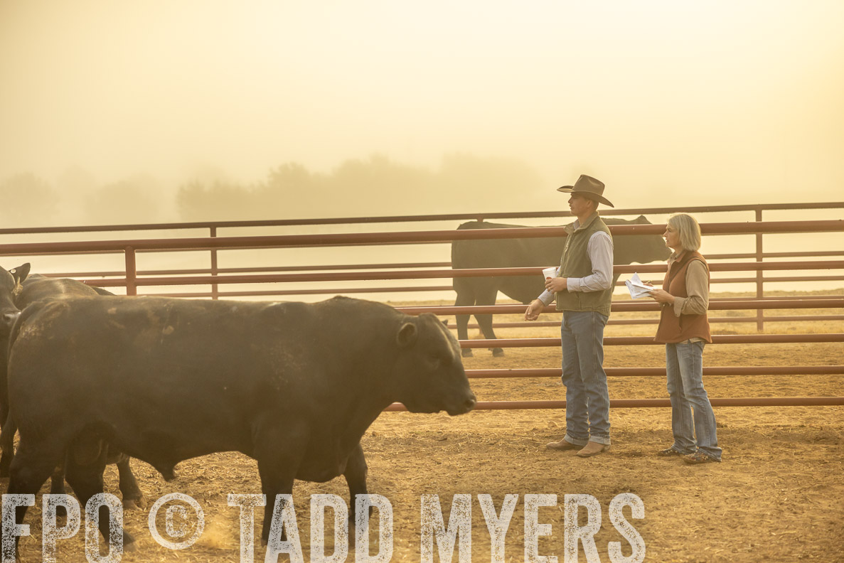 TMyers_FallBullSale_CameronTX_Oct_2024-512091