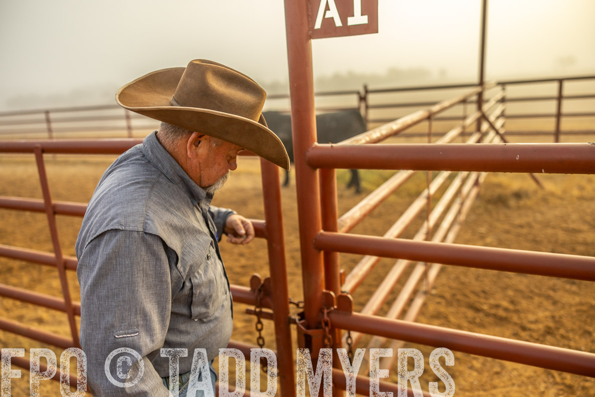 TMyers_FallBullSale_CameronTX_Oct_2024-512150