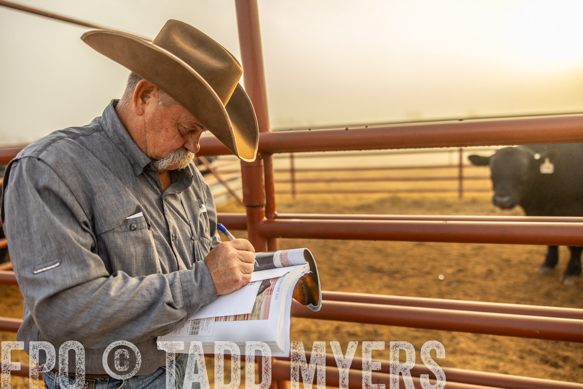 TMyers_FallBullSale_CameronTX_Oct_2024-512153