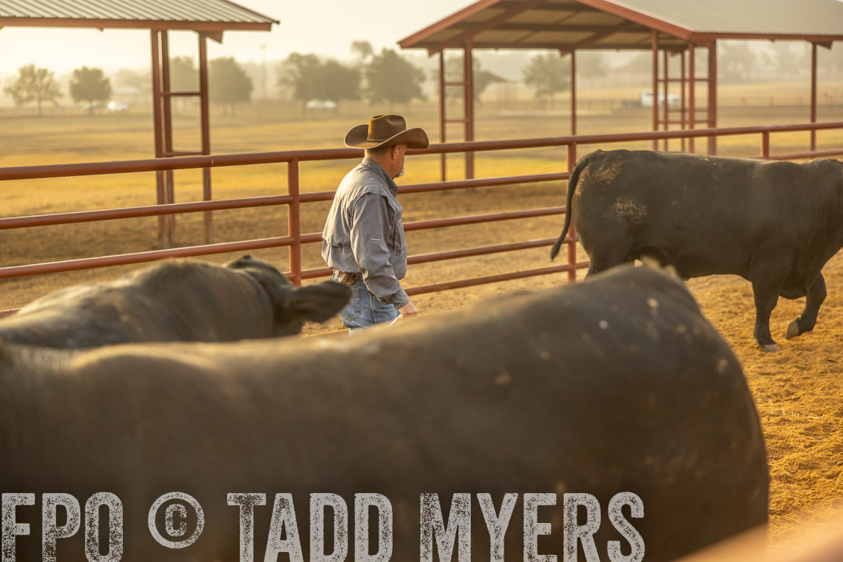 TMyers_FallBullSale_CameronTX_Oct_2024-512187