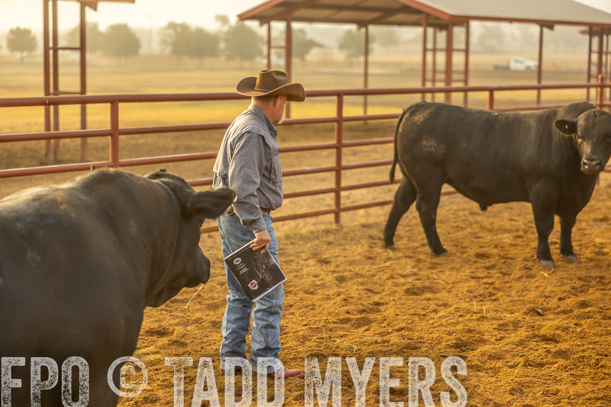 TMyers_FallBullSale_CameronTX_Oct_2024-512194