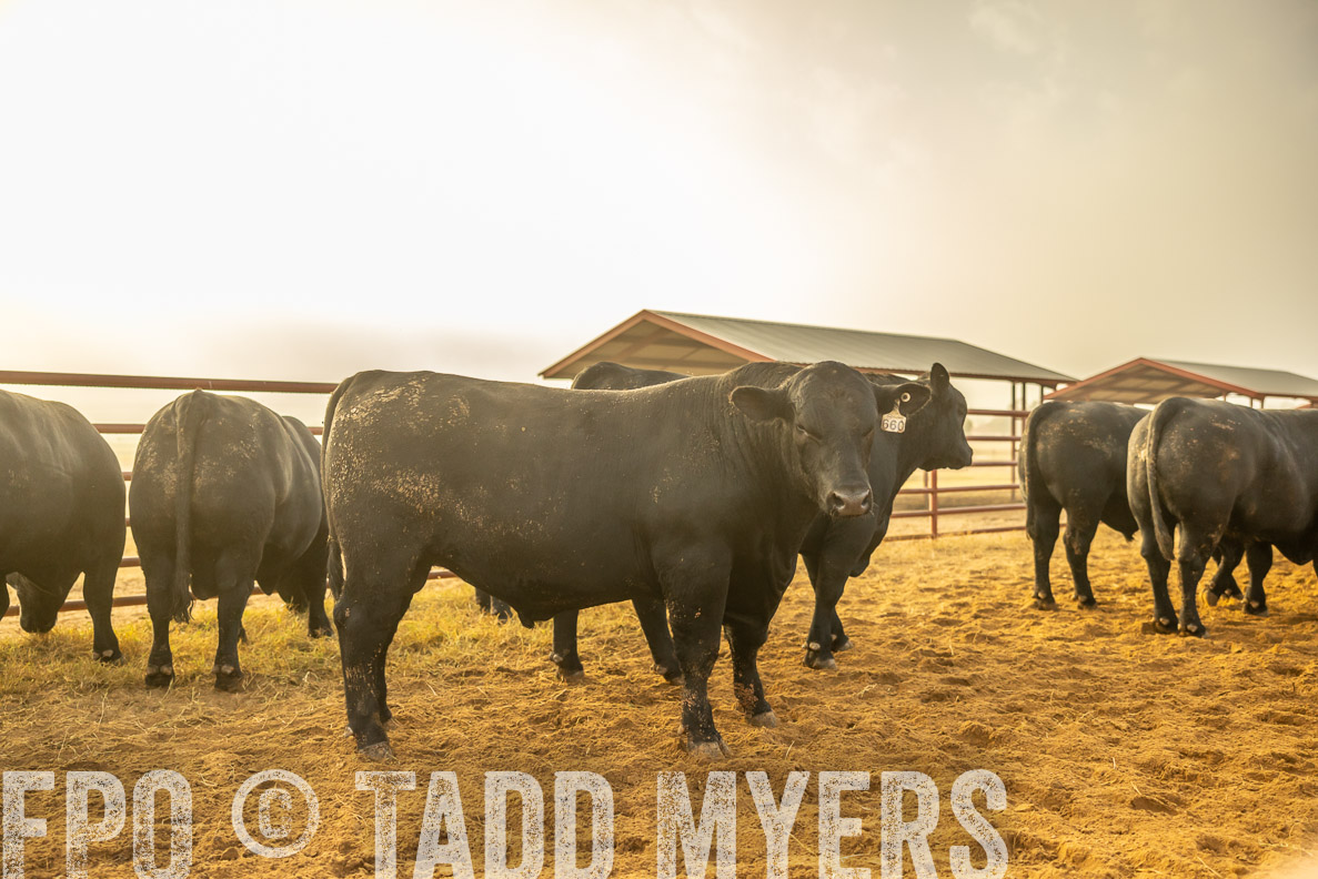 TMyers_FallBullSale_CameronTX_Oct_2024-512204