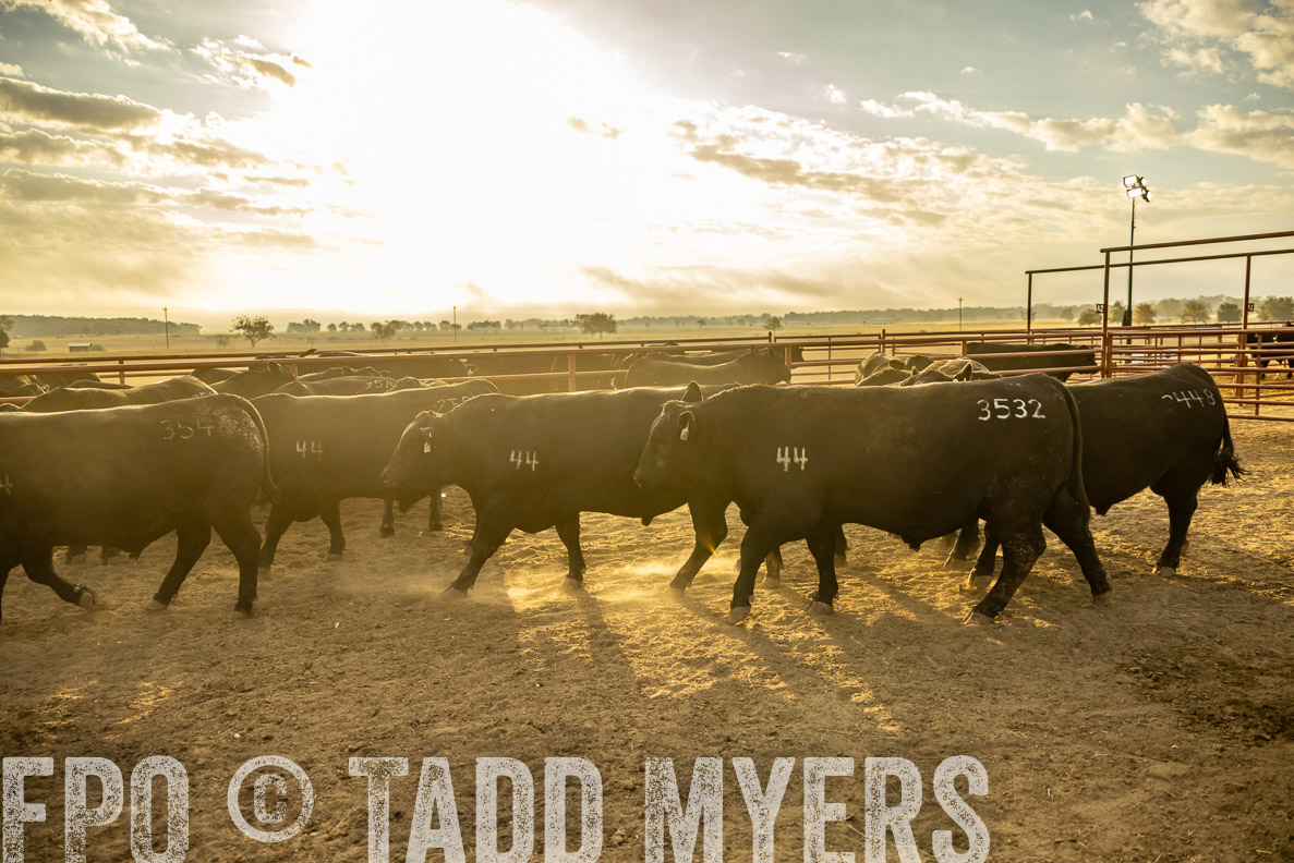 TMyers_FallBullSale_CameronTX_Oct_2024-512399