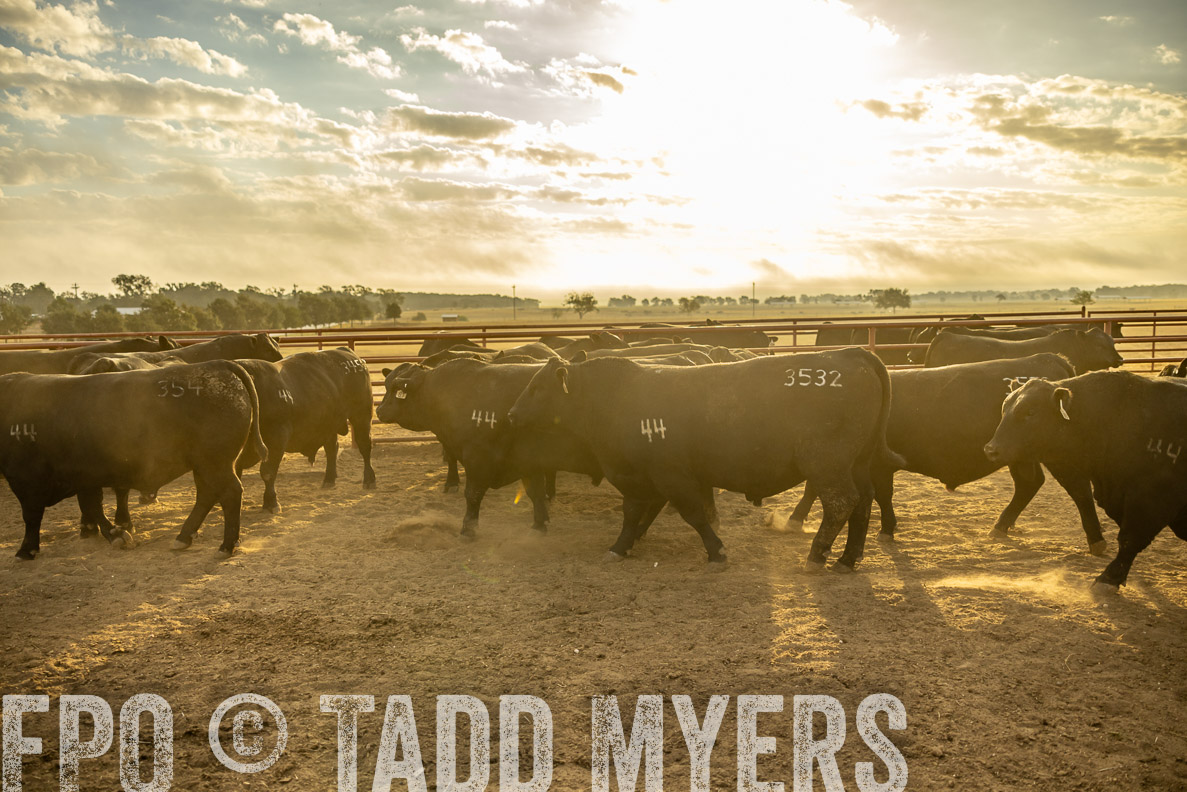 TMyers_FallBullSale_CameronTX_Oct_2024-512407