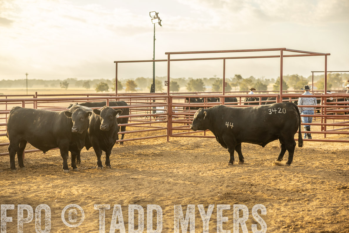 TMyers_FallBullSale_CameronTX_Oct_2024-512412