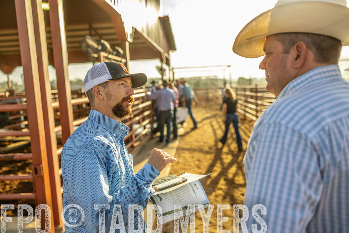 TMyers_FallBullSale_CameronTX_Oct_2024-512424