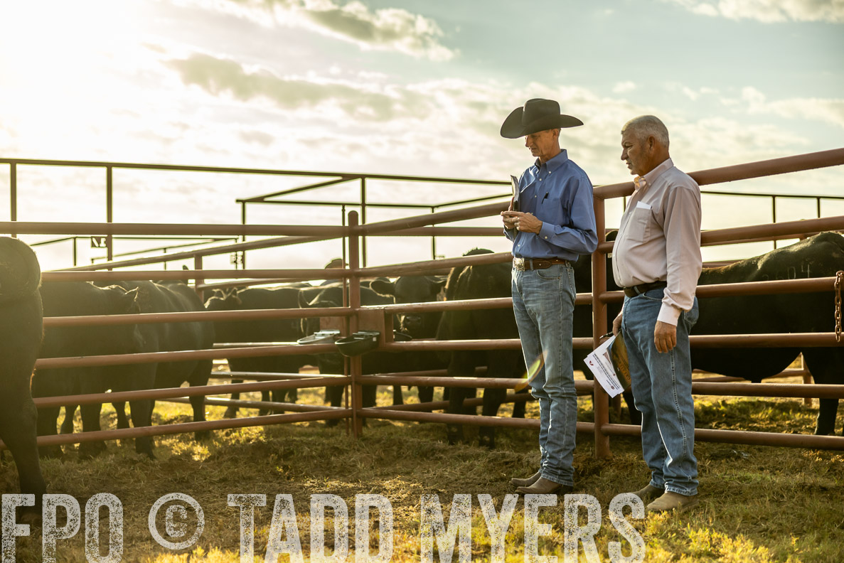 TMyers_FallBullSale_CameronTX_Oct_2024-512495
