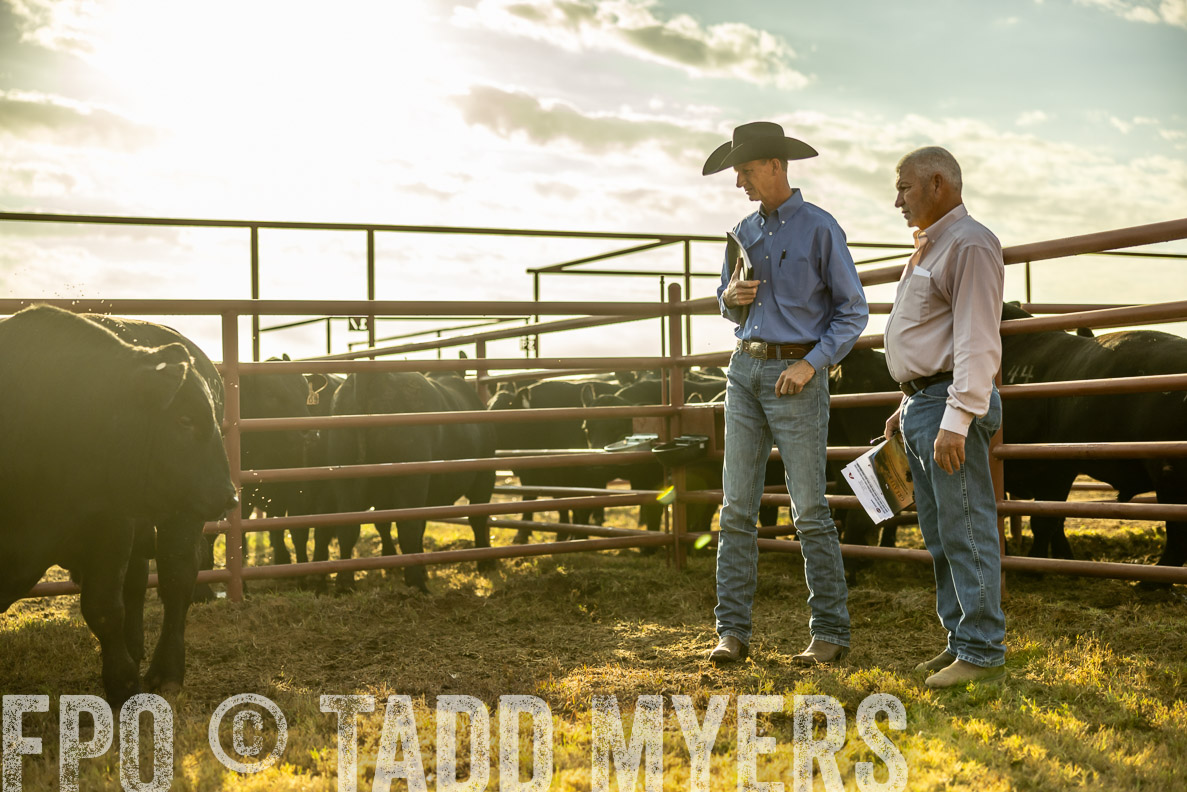 TMyers_FallBullSale_CameronTX_Oct_2024-512503