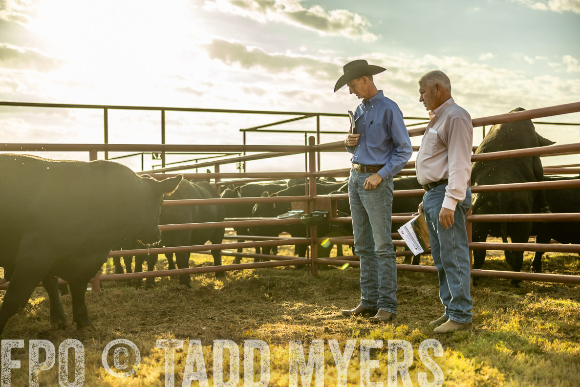 TMyers_FallBullSale_CameronTX_Oct_2024-512505