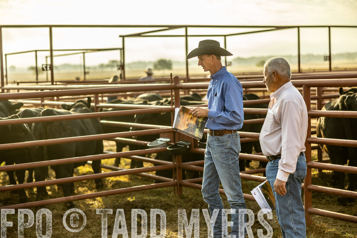 TMyers_FallBullSale_CameronTX_Oct_2024-512508