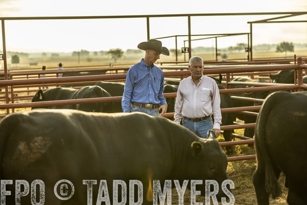 TMyers_FallBullSale_CameronTX_Oct_2024-512518