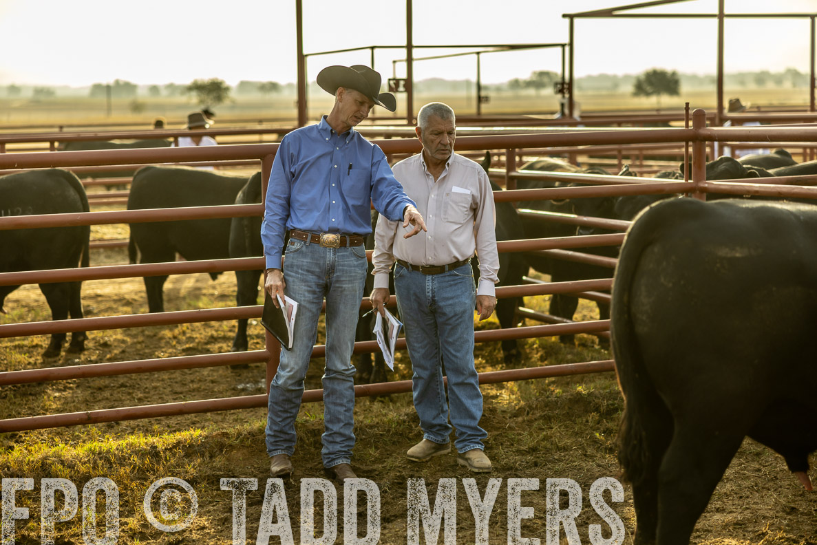 TMyers_FallBullSale_CameronTX_Oct_2024-512526