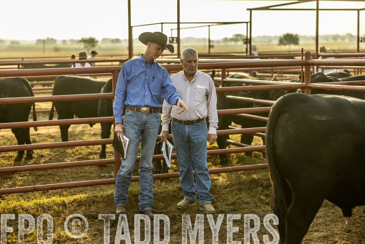 TMyers_FallBullSale_CameronTX_Oct_2024-512528