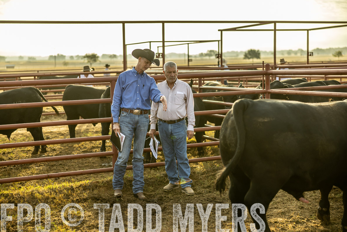 TMyers_FallBullSale_CameronTX_Oct_2024-512531