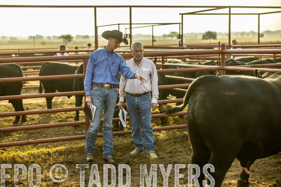 TMyers_FallBullSale_CameronTX_Oct_2024-512534