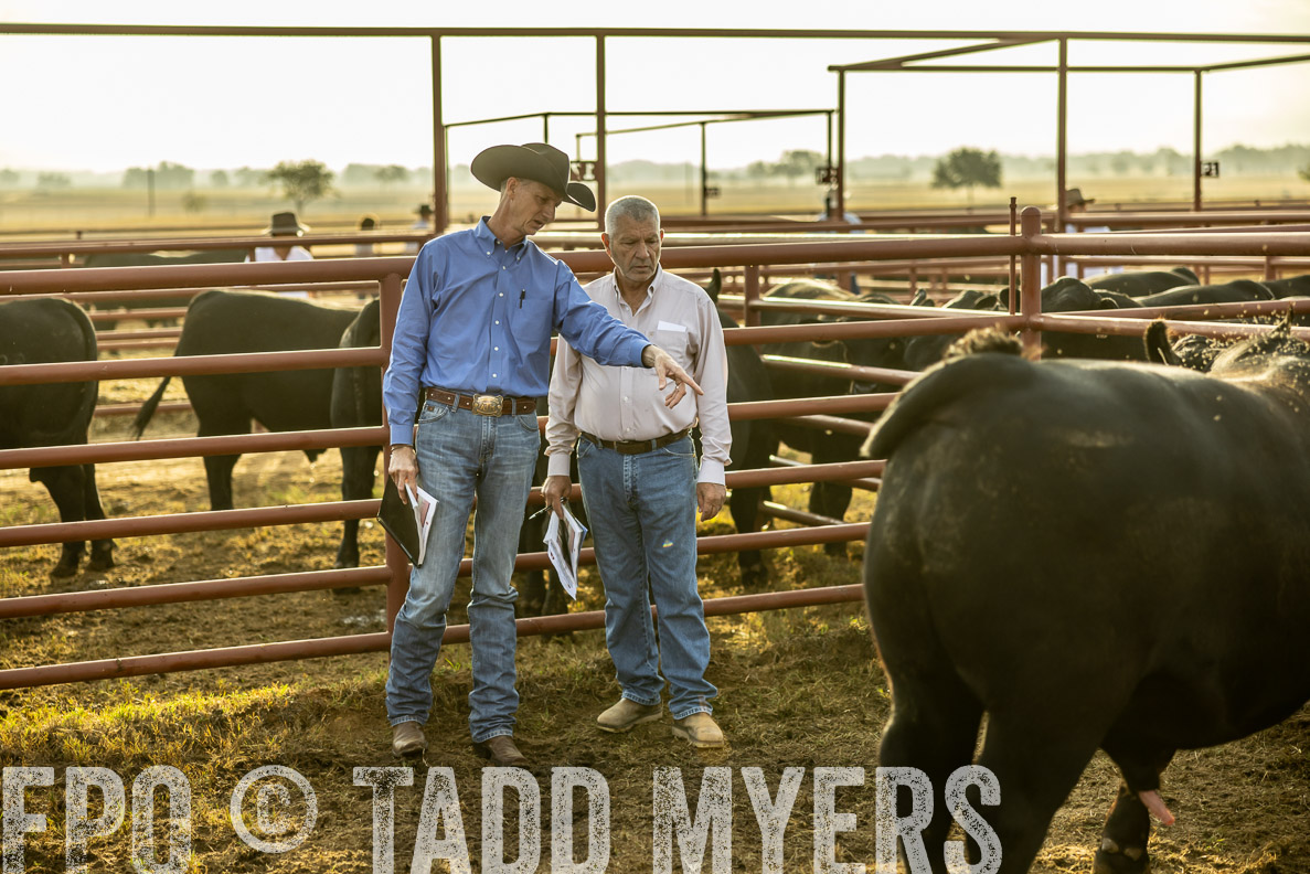 TMyers_FallBullSale_CameronTX_Oct_2024-512536