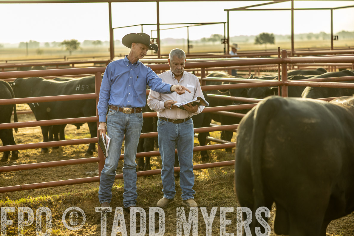 TMyers_FallBullSale_CameronTX_Oct_2024-512545