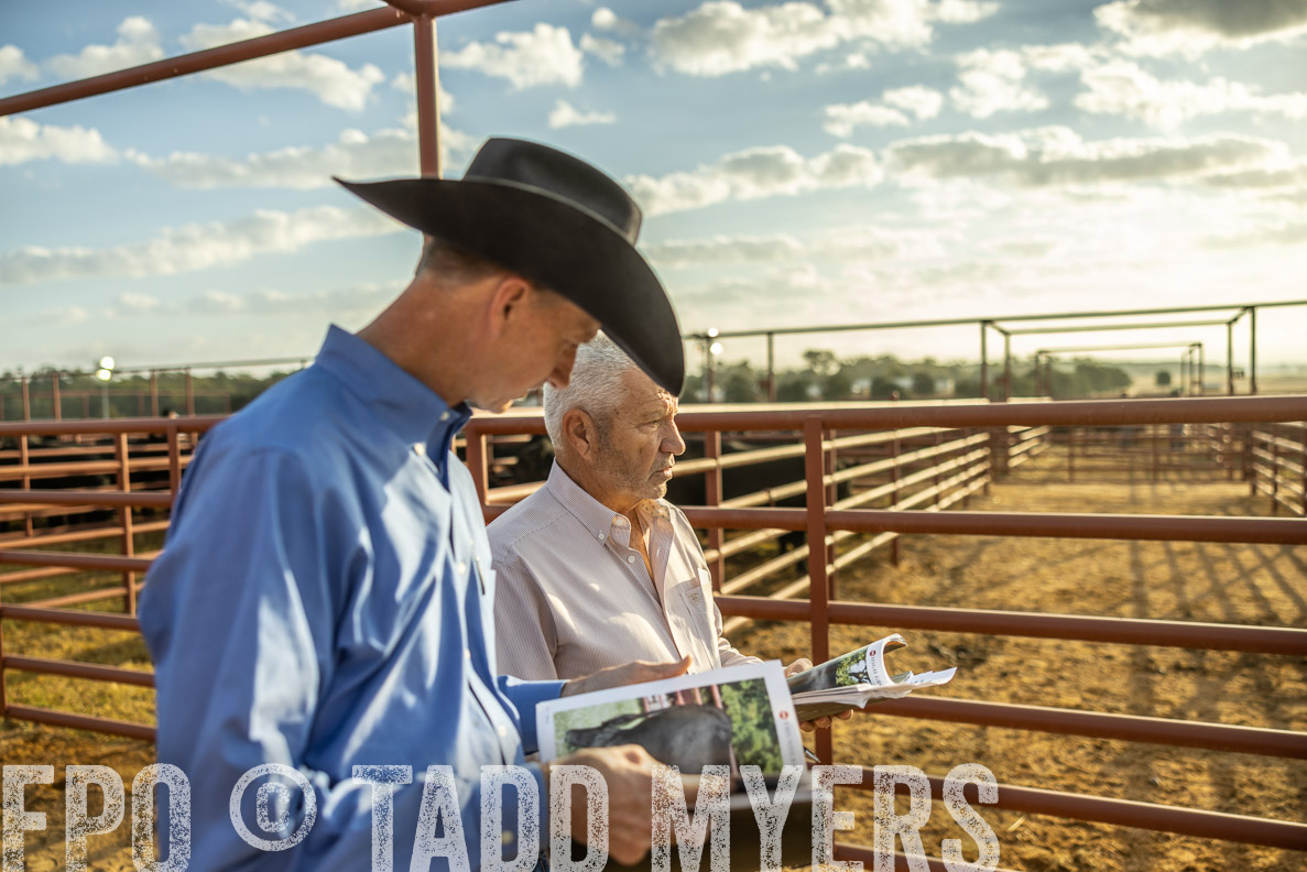 TMyers_FallBullSale_CameronTX_Oct_2024-512551
