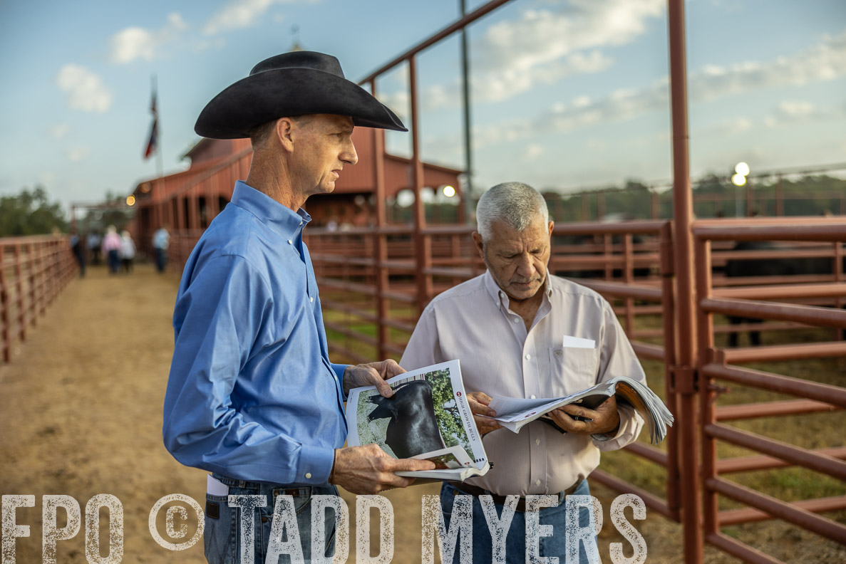TMyers_FallBullSale_CameronTX_Oct_2024-512561