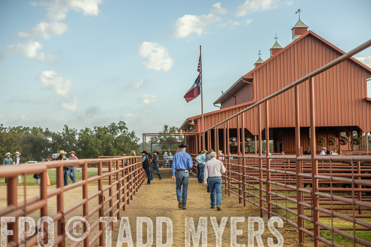 TMyers_FallBullSale_CameronTX_Oct_2024-512566