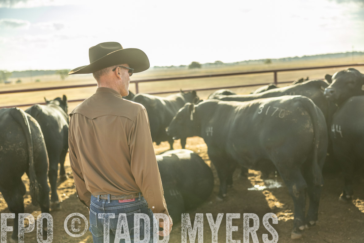 TMyers_FallBullSale_CameronTX_Oct_2024-512602
