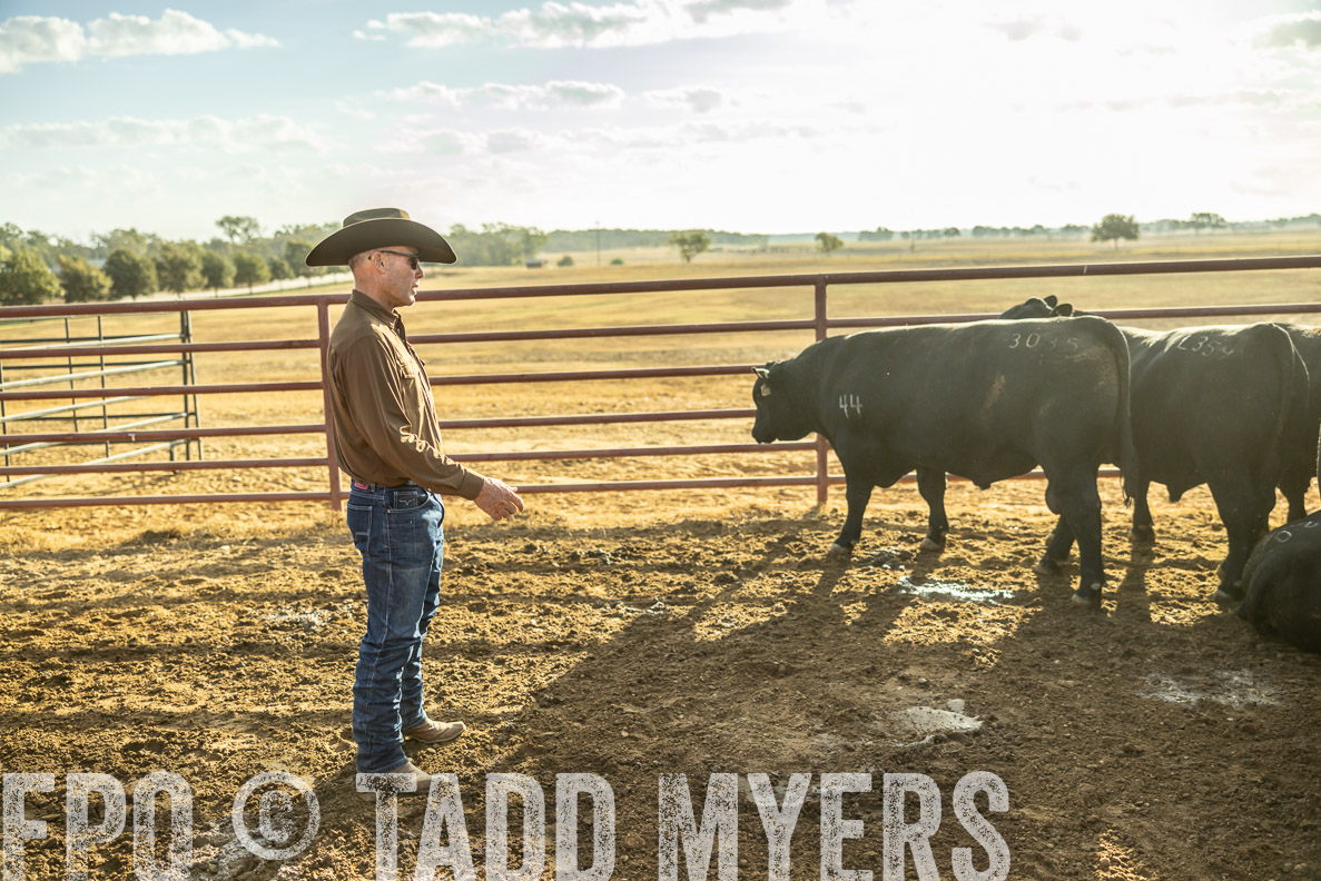 TMyers_FallBullSale_CameronTX_Oct_2024-512611