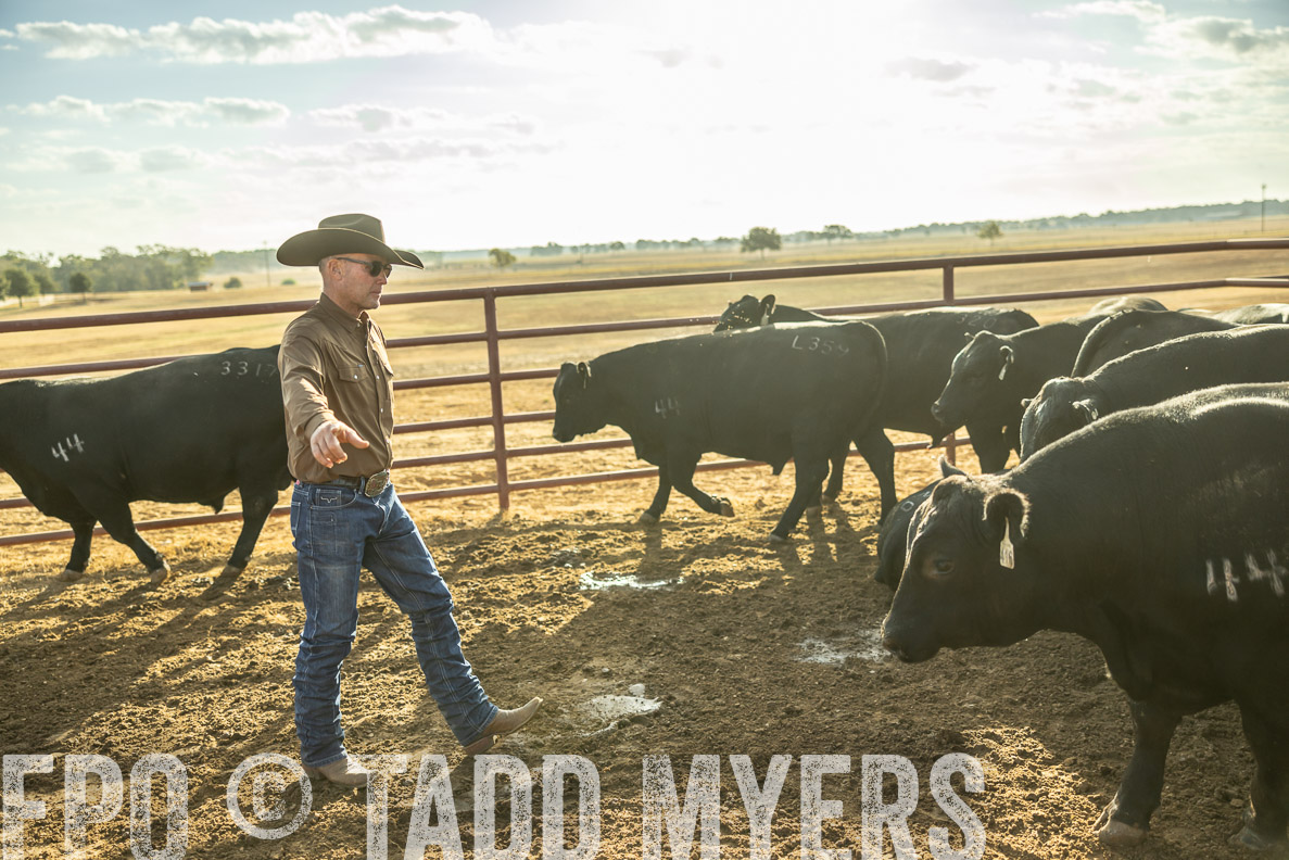 TMyers_FallBullSale_CameronTX_Oct_2024-512617