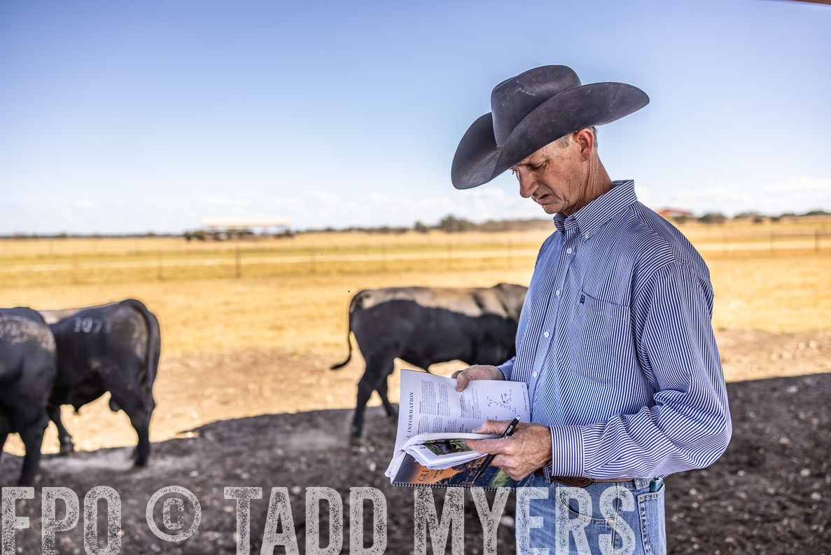 TMyers_FallBullSale_CameronTX_Oct_2024-519790