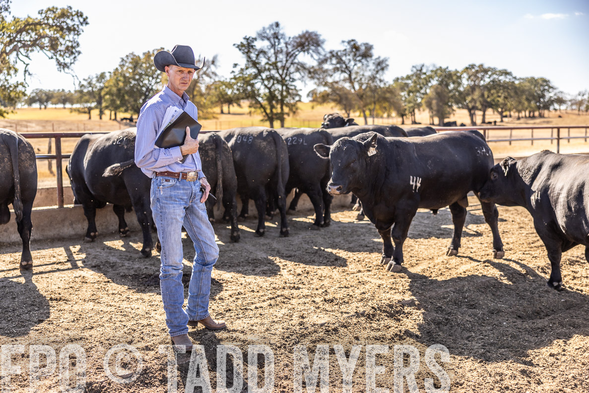 TMyers_FallBullSale_CameronTX_Oct_2024-519862