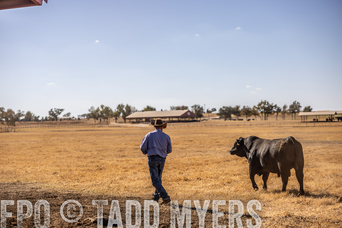 TMyers_FallBullSale_CameronTX_Oct_2024-519935