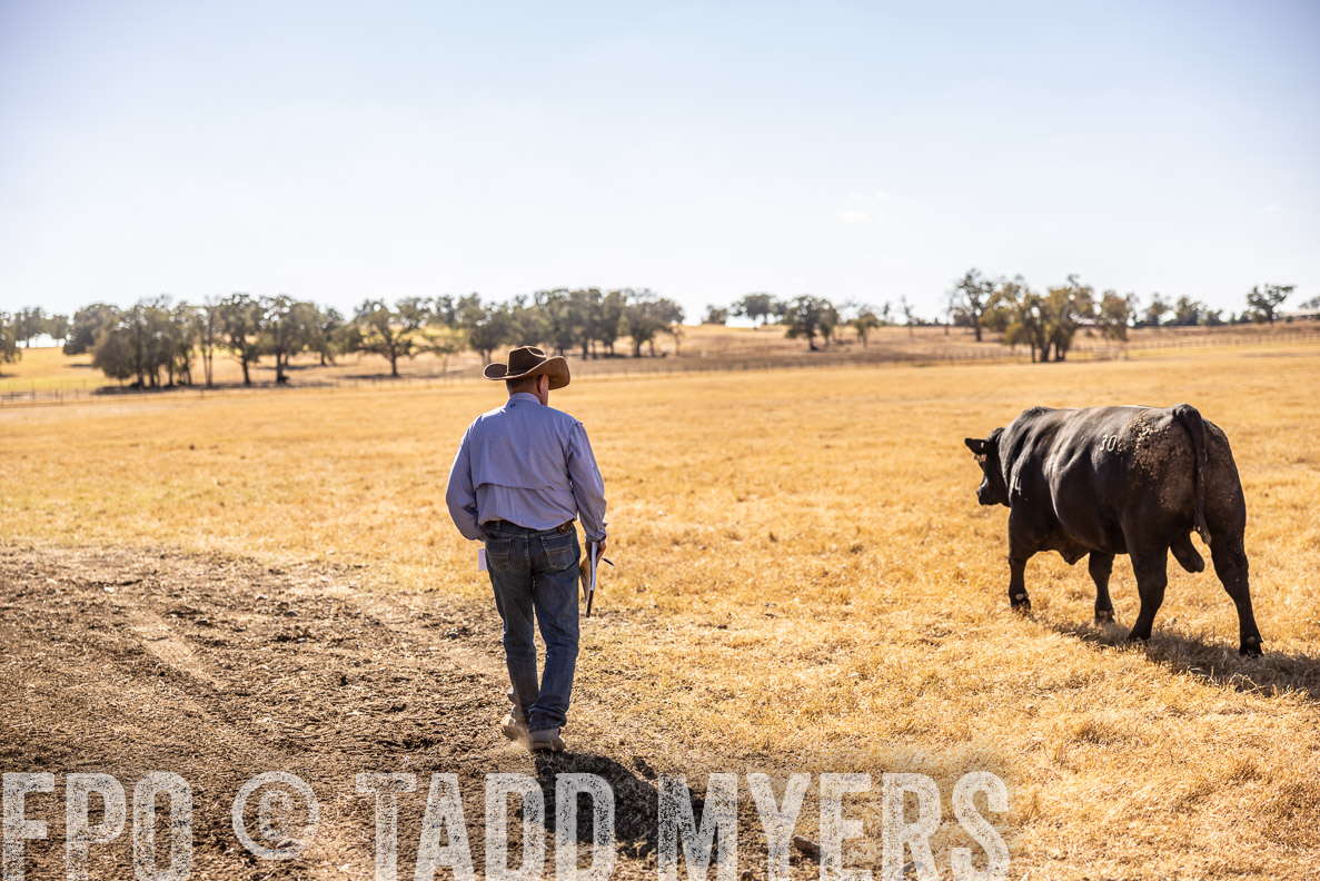 TMyers_FallBullSale_CameronTX_Oct_2024-519939