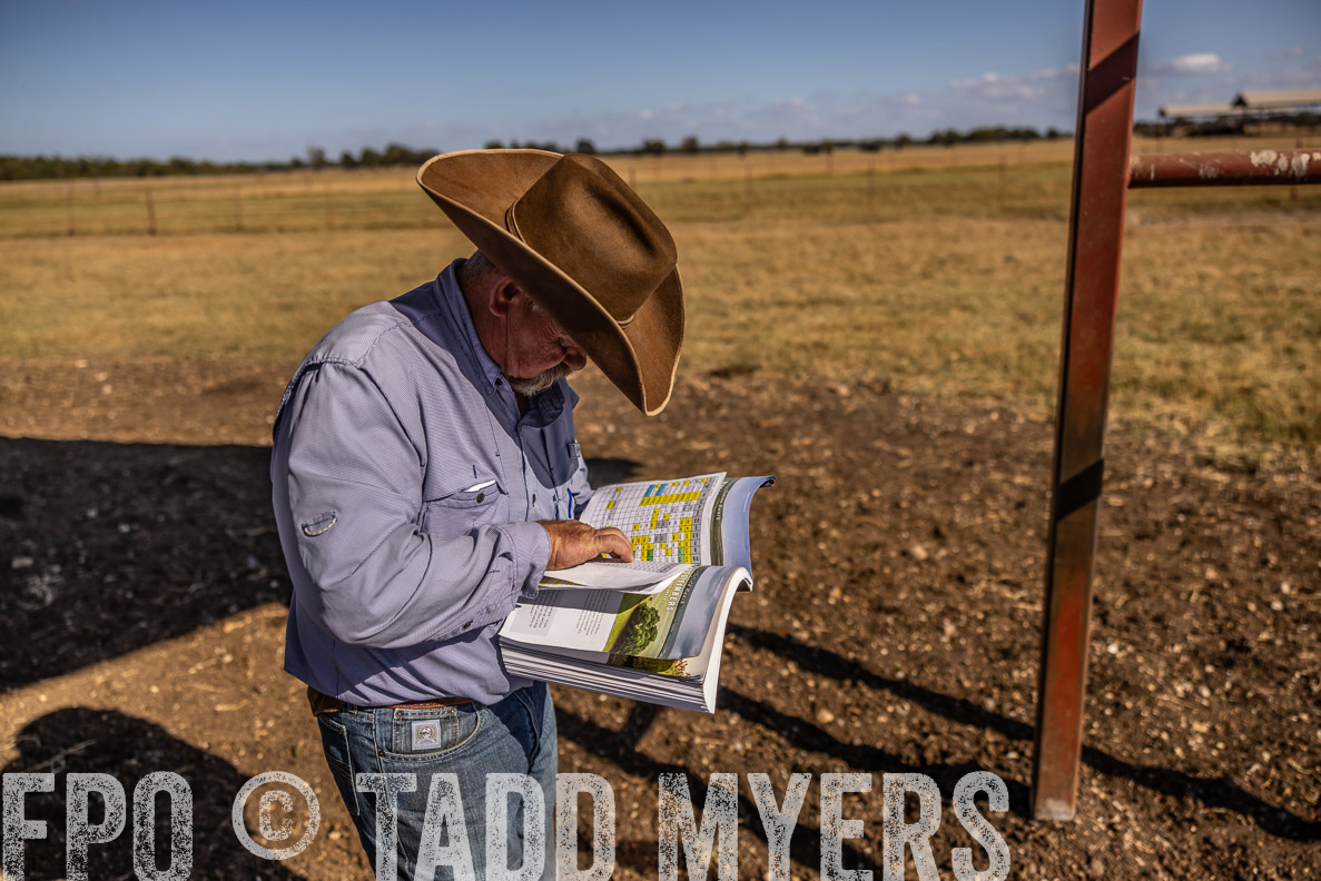 TMyers_FallBullSale_CameronTX_Oct_2024-519951