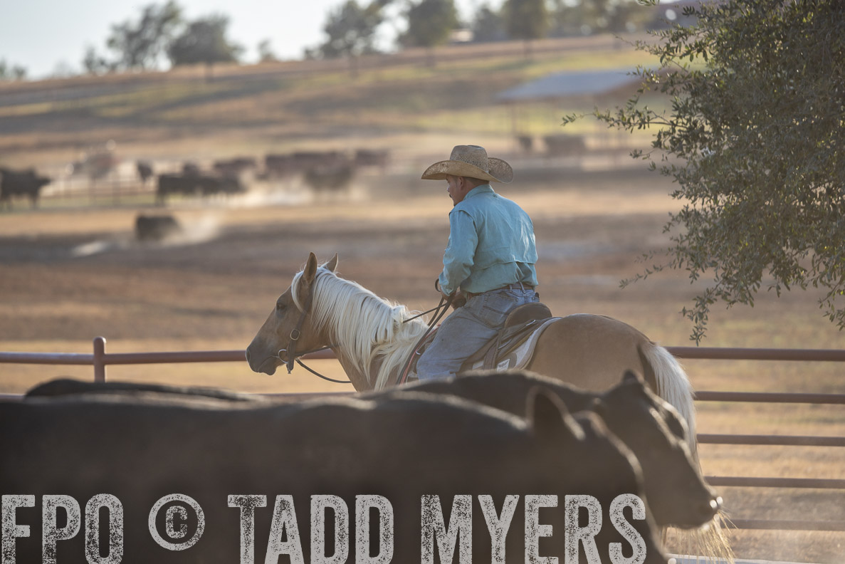 TMyers_FallBullSale_CameronTX_Oct_2024-522055