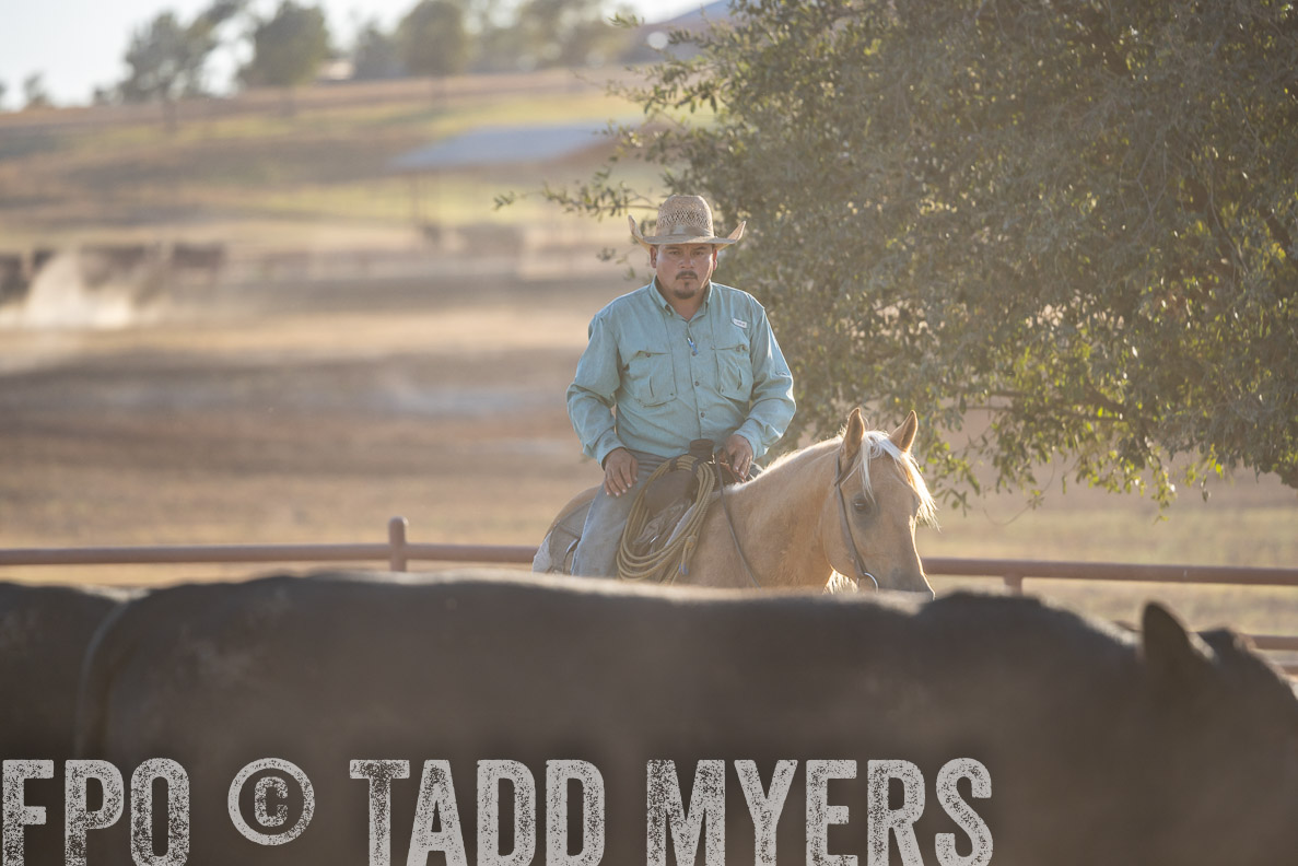 TMyers_FallBullSale_CameronTX_Oct_2024-522058