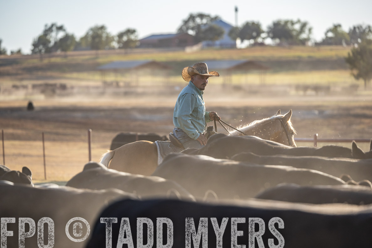 TMyers_FallBullSale_CameronTX_Oct_2024-522072
