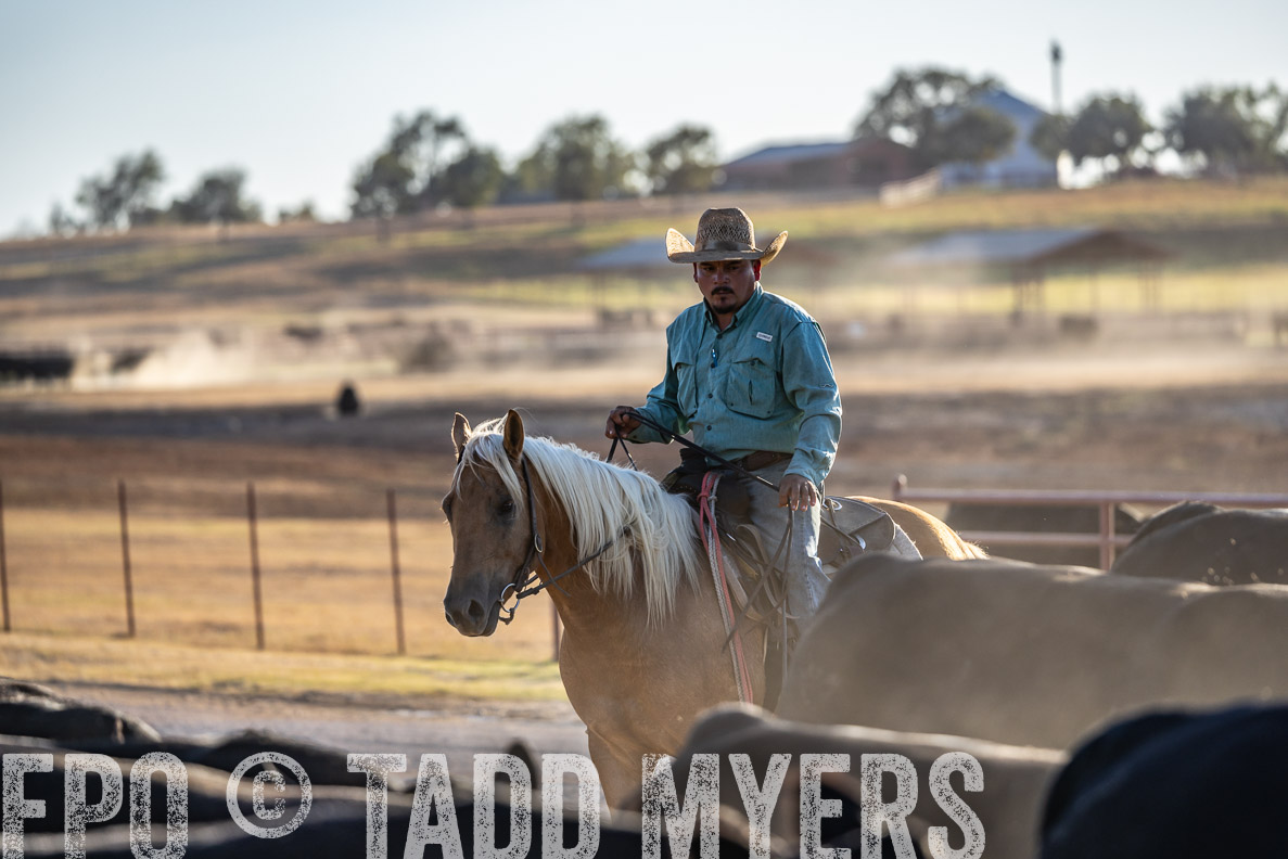 TMyers_FallBullSale_CameronTX_Oct_2024-522075