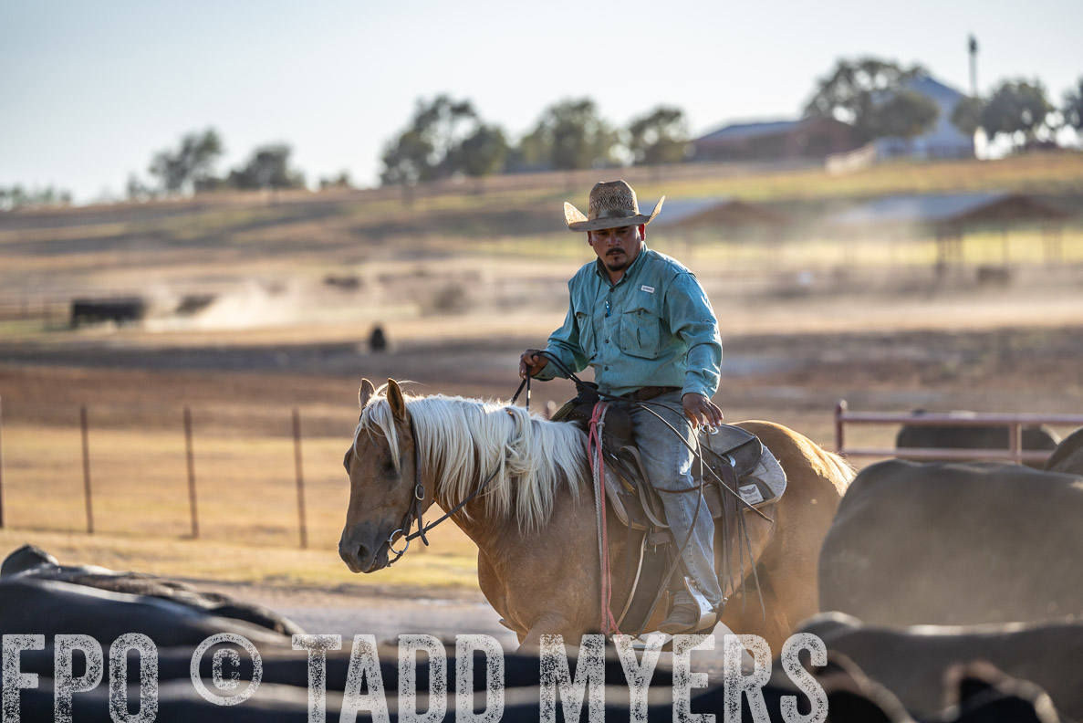 TMyers_FallBullSale_CameronTX_Oct_2024-522078