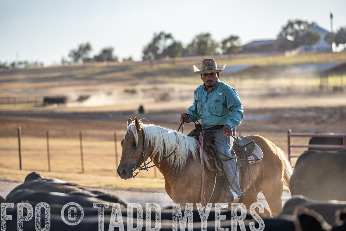 TMyers_FallBullSale_CameronTX_Oct_2024-522079