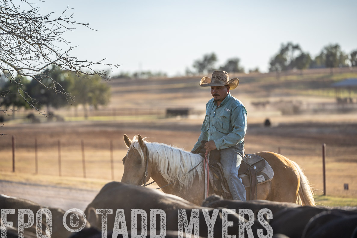 TMyers_FallBullSale_CameronTX_Oct_2024-522084