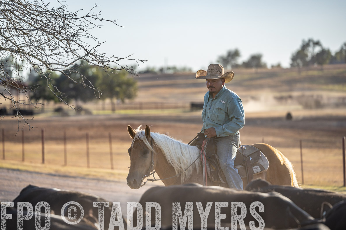 TMyers_FallBullSale_CameronTX_Oct_2024-522087